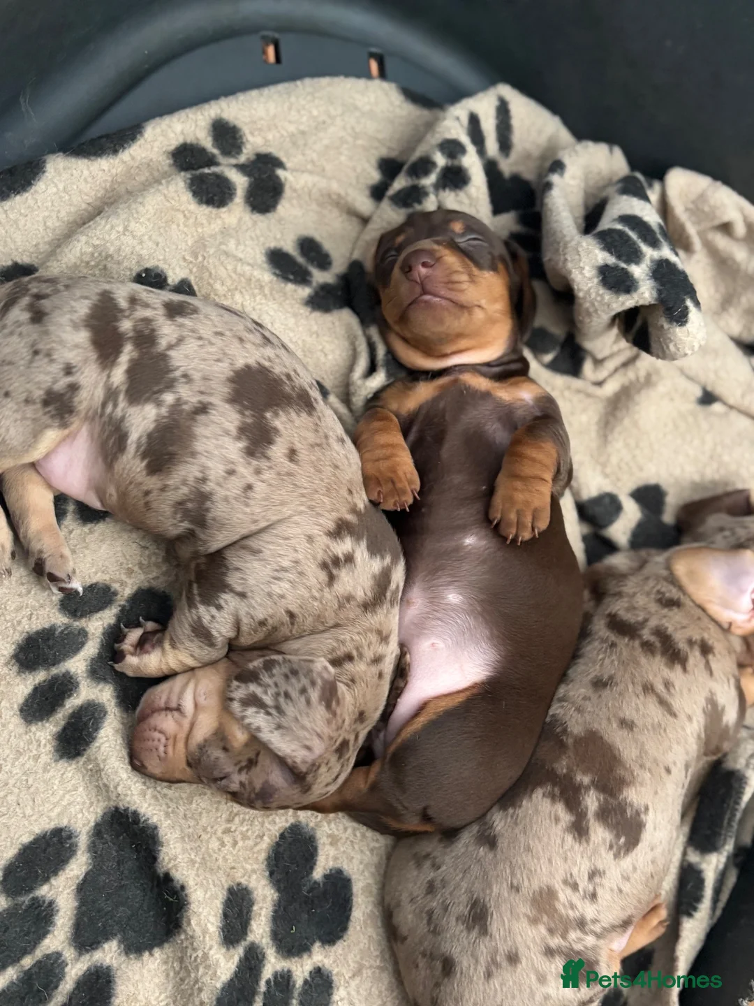Miniature Dachshund dogs for sale: KC Reg Mini Dachshund Puppies - Advert 15