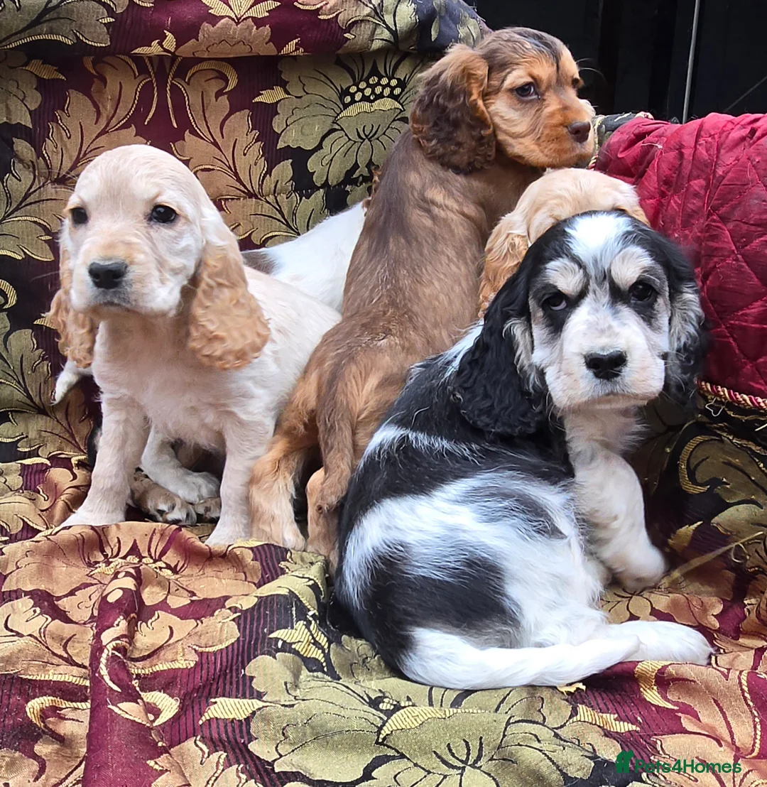 Cocker Spaniel dogs for sale: Stunning litter of cocker spaniel pups ready now. - Advert 5