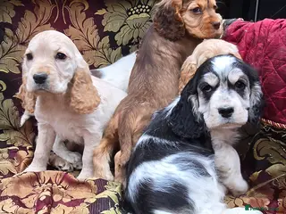 Cocker Spaniel dogs Stunning litter of cocker spaniel pups ready now. - Advert 5