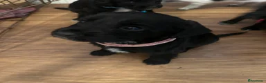 Sprocker 2
