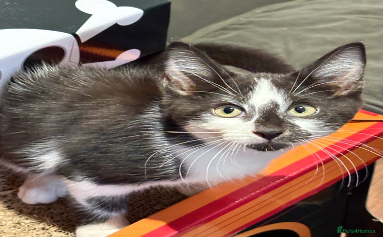 Mixed Breed cats - Advert 6