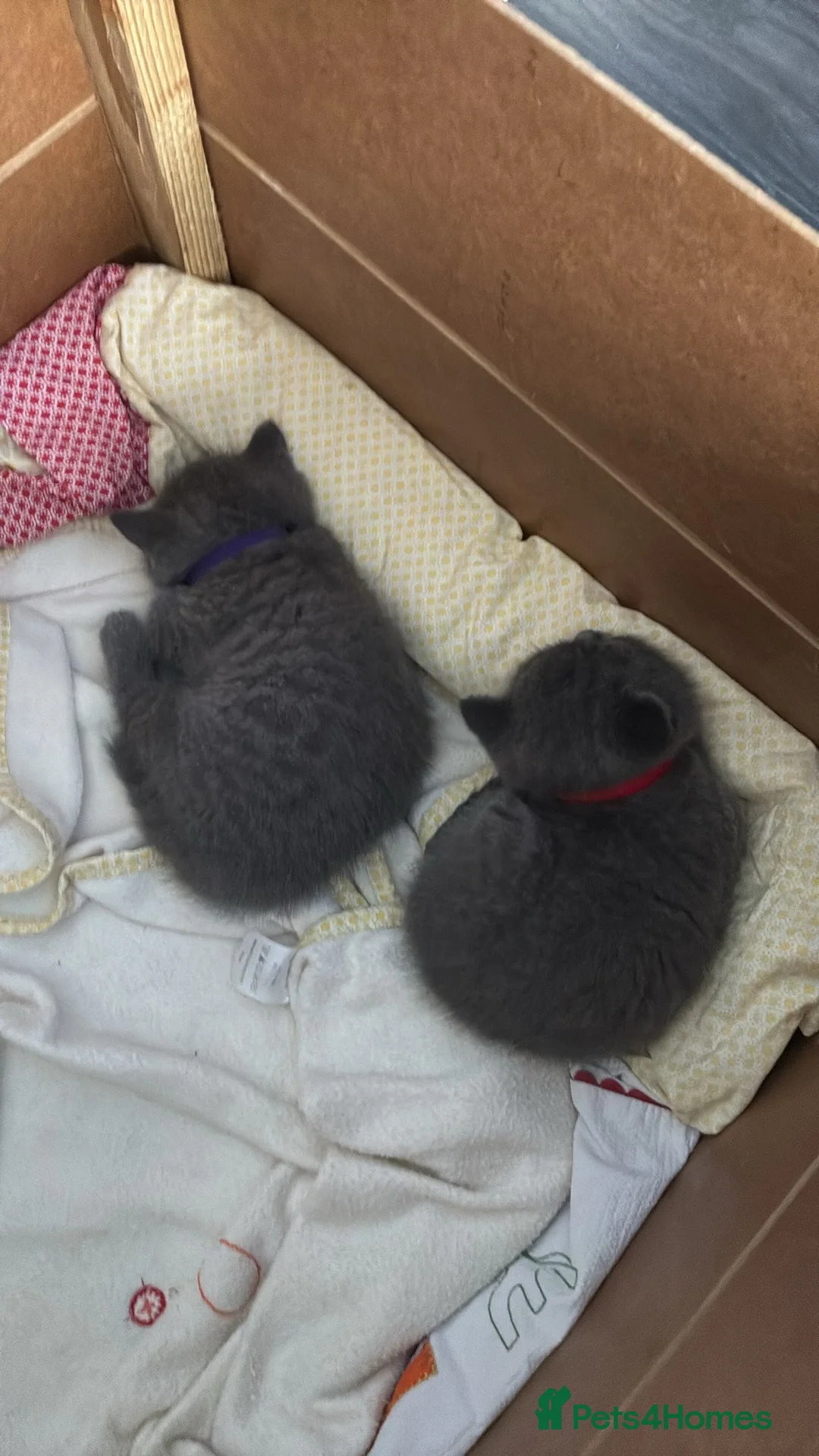 British Shorthair cats for sale: Stunning chunky British shorthair kittens - Advert 14