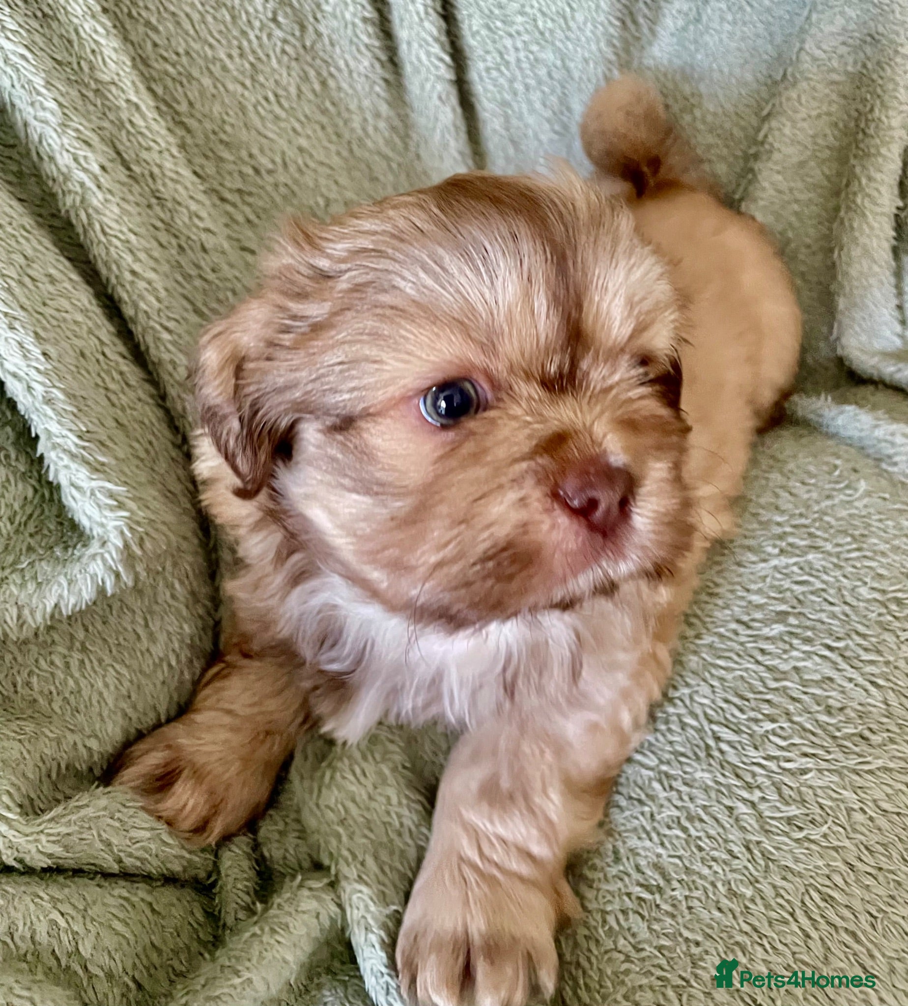 Shih Tzu dogs Imperial Shih Tzu Puppies  - Advert 1