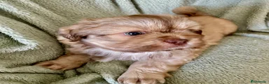 Shih Tzu 1