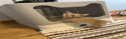 Abyssinian cats for sale: Abyssinian kittens  - Advert 14