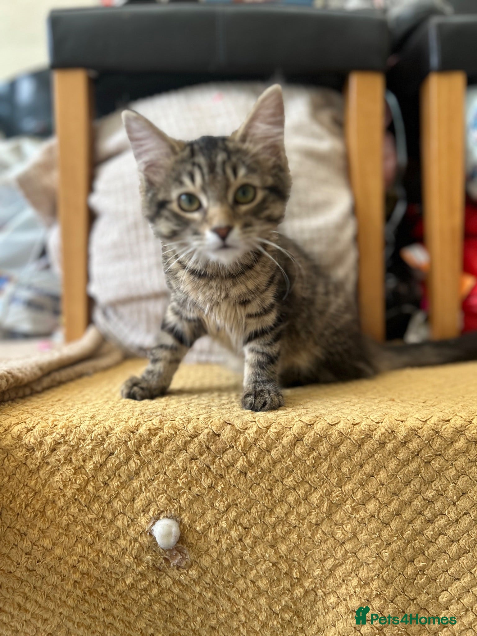 Mixed Breed cats European beautiful little girl - Advert 8