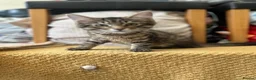 Mixed Breed cats for sale: European beautiful little girl - Advert 3