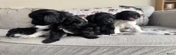 Mixed Breed dogs for sale: Springer-Poo puppies READY NOW. - Advert 8