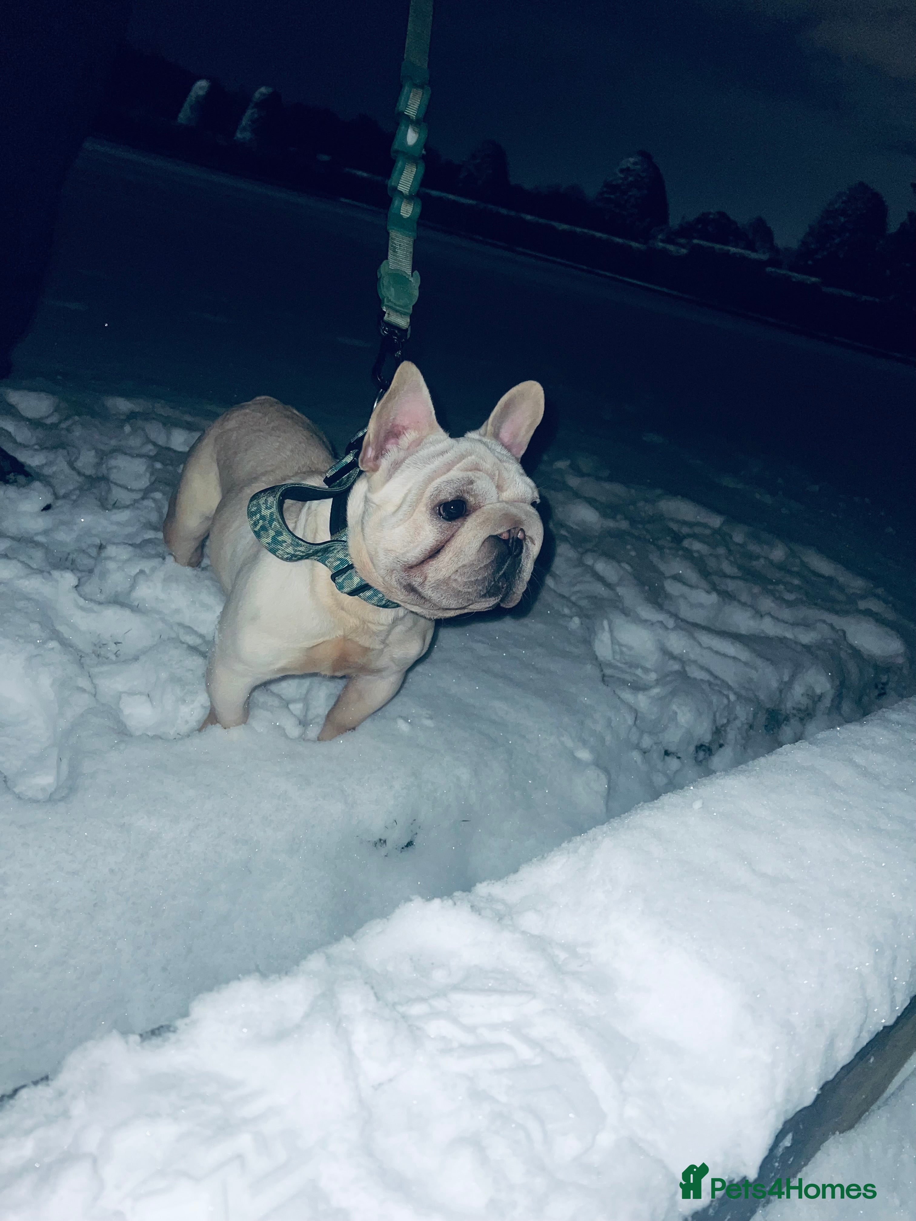 French Bulldog dogs 🧶 ** STUD 🧶 in Sunderland - Advert 6