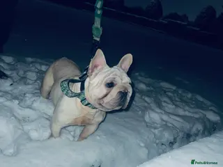 French Bulldog dogs ** Frenchbulldog stud. in Sunderland - Advert 22