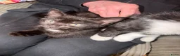 Mixed Breed cats for sale: Mixed breed kittens  in Dorchester - Advert 19