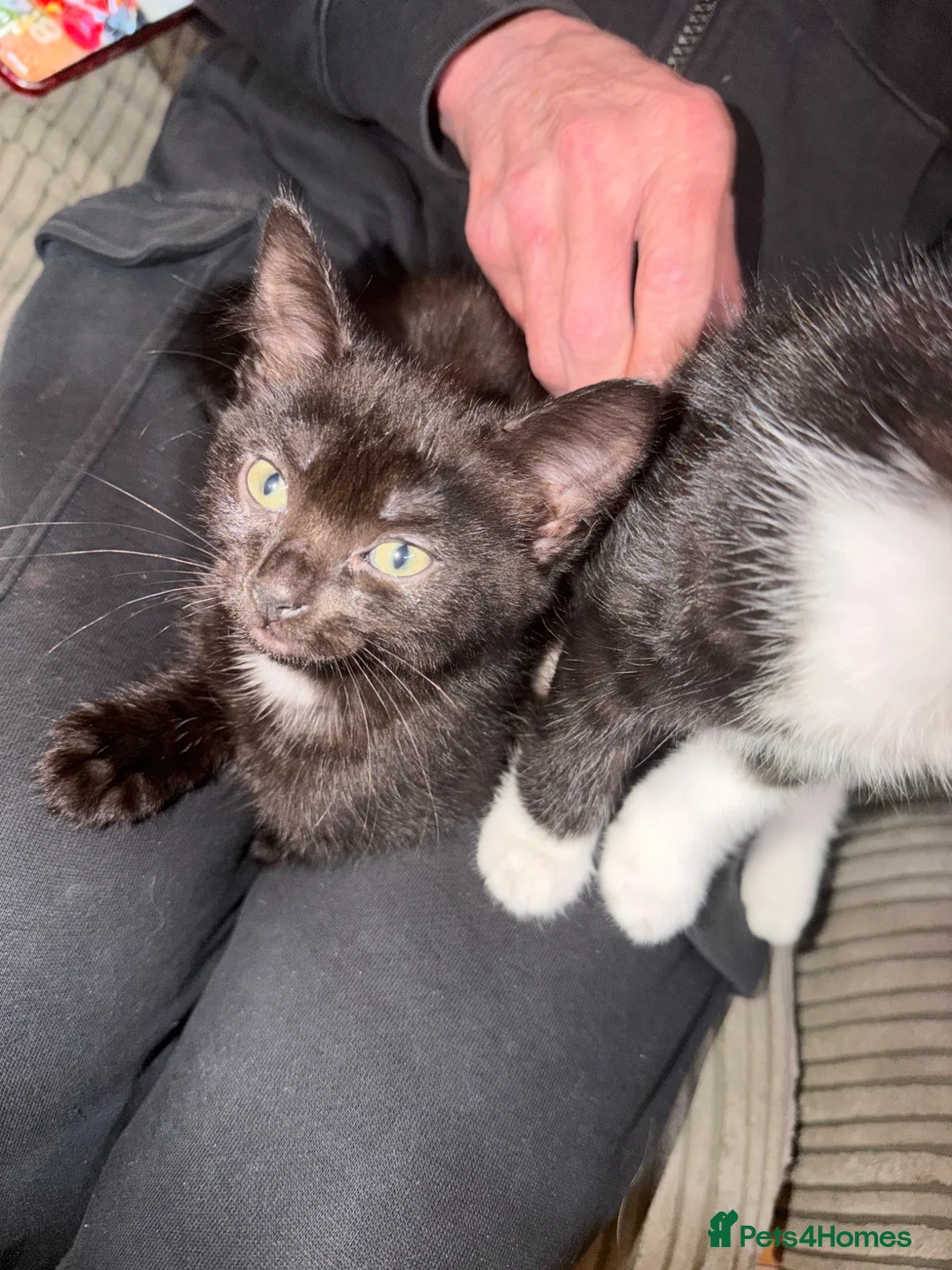 Mixed Breed cats for sale: Mixed breed kittens  in Dorchester - Advert 19