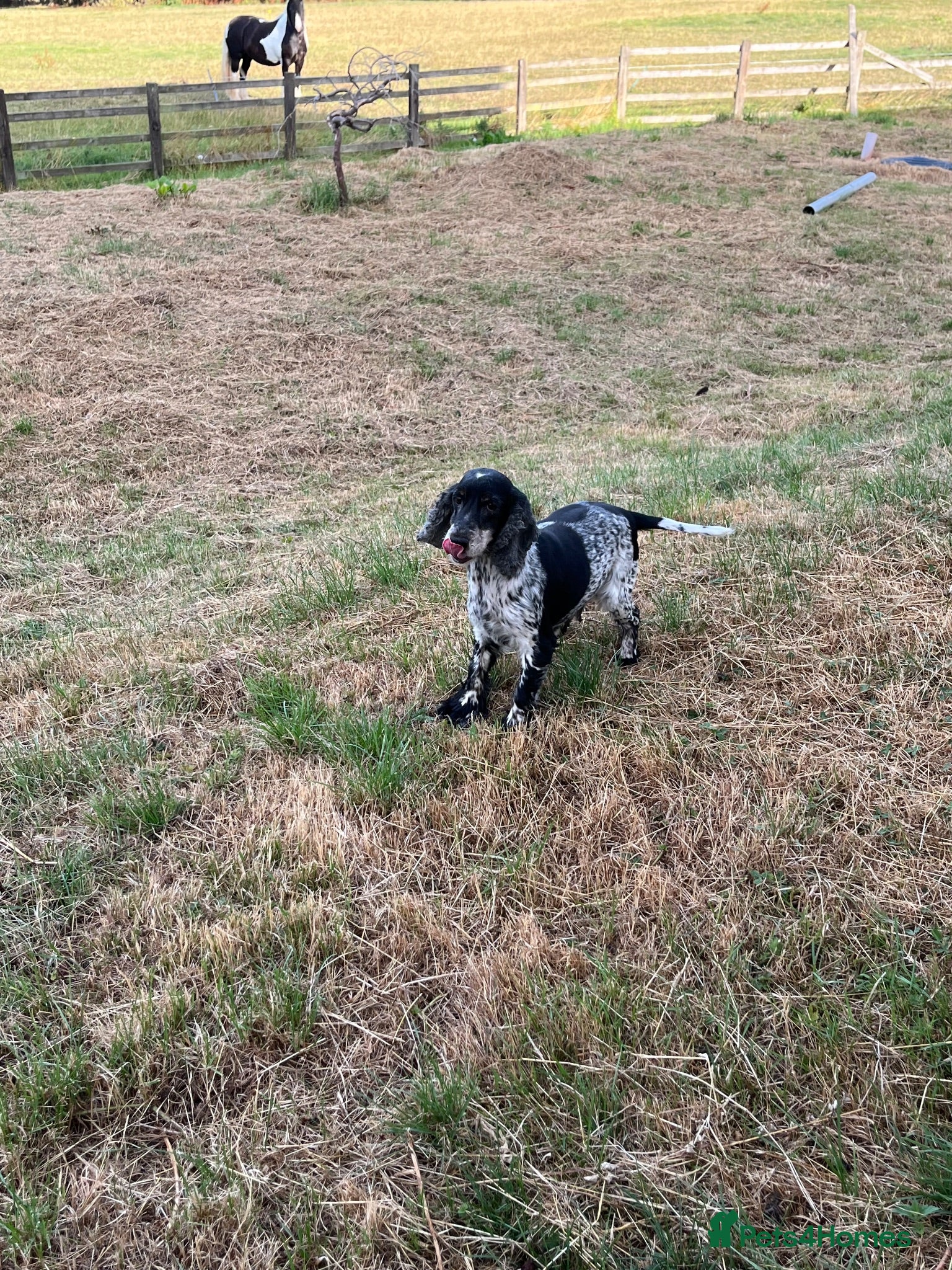 Cocker Spaniel dogs Cocker spaniel looking for new pillow - Advert 1