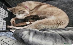 Siberian Husky dogs for sale: Siberian husky puppies  - Image 11