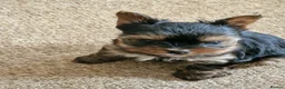 Yorkshire Terrier dogs for sale: Gorgeous Yorkshire Terrier Puppies Ready to go! 🐾 - Advert 10