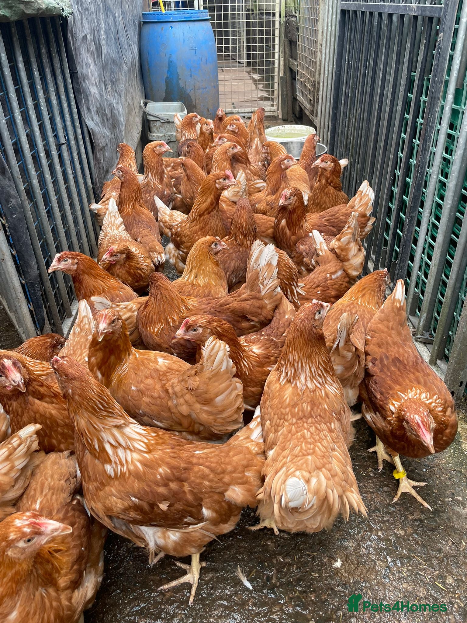 Chickens poultry Bovan Brown POL Pullets - Advert 1