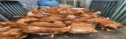 Chickens poultry for sale: Bovan Brown POL Pullets - Advert 1