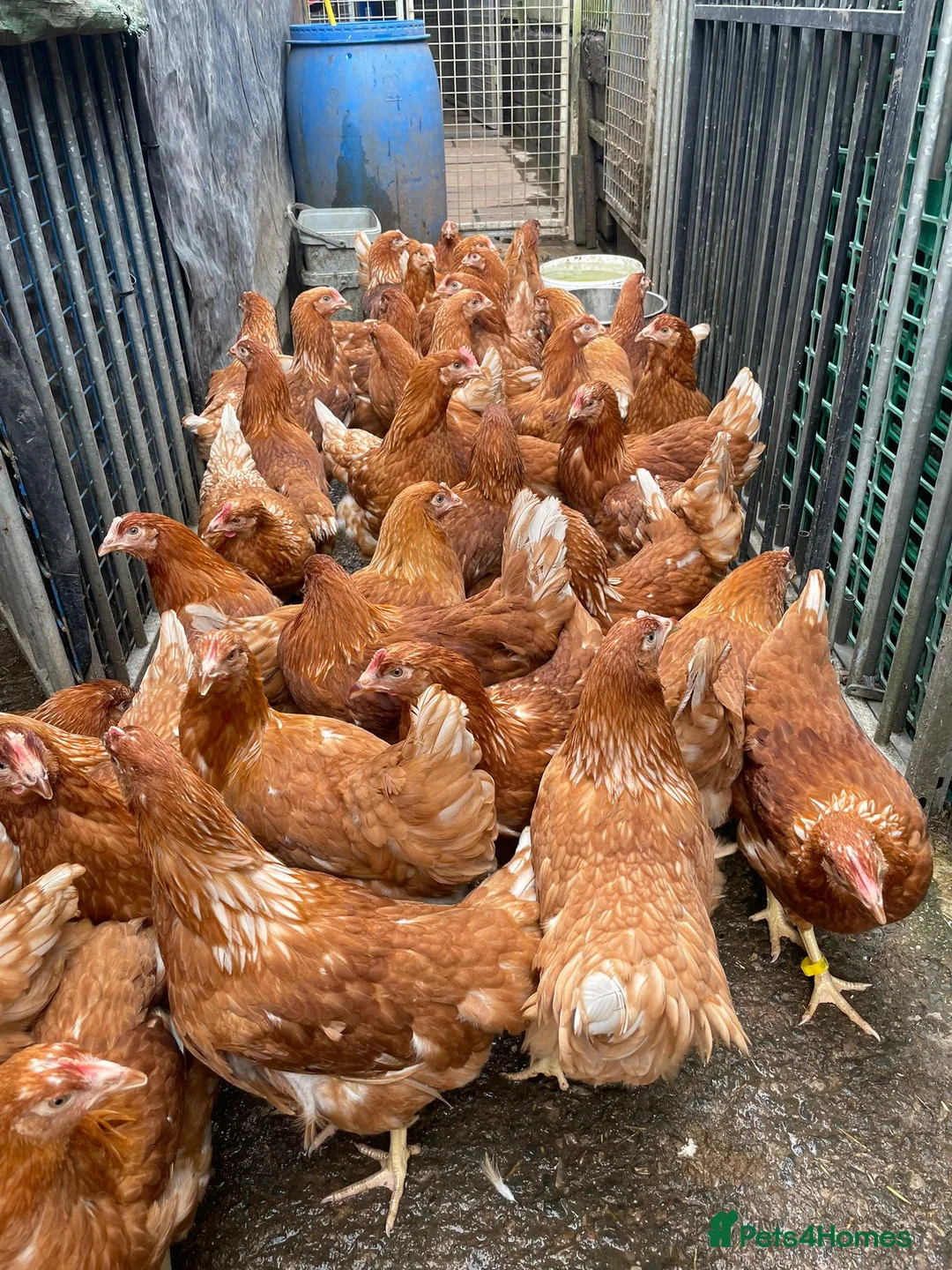 Chickens poultry for sale: Bovan Brown POL Pullets - Advert 1