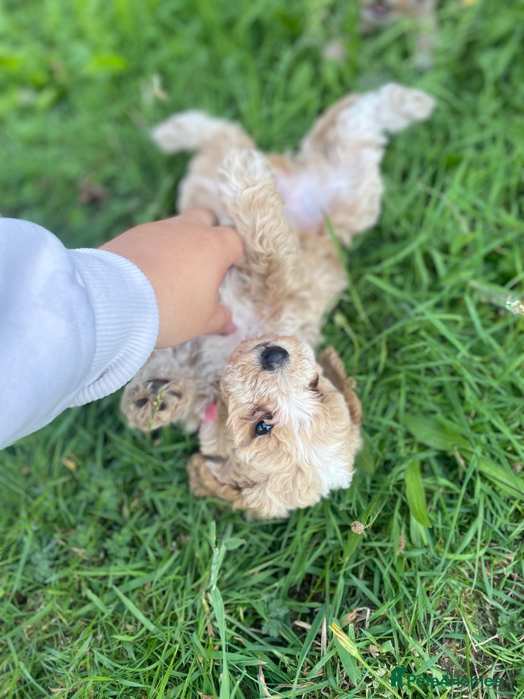 Miniature Poodle dogs for sale: Miniature poodle puppies  - Image 3