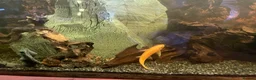 Loaches fish for sale: 4ft aquarium fish tank - Advert 14