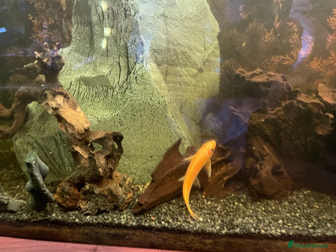 Loaches fish for sale: 4ft aquarium fish tank - Advert 14