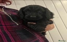 Cockapoo dogs for sale: F1 cockapoo puppies registered breeder - Image 10