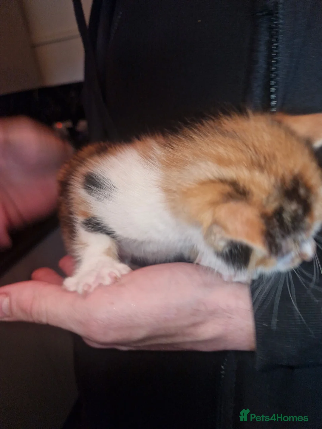 Mixed Breed cats for sale: Beautiful kittens ready soon in Glasgow - Advert 10