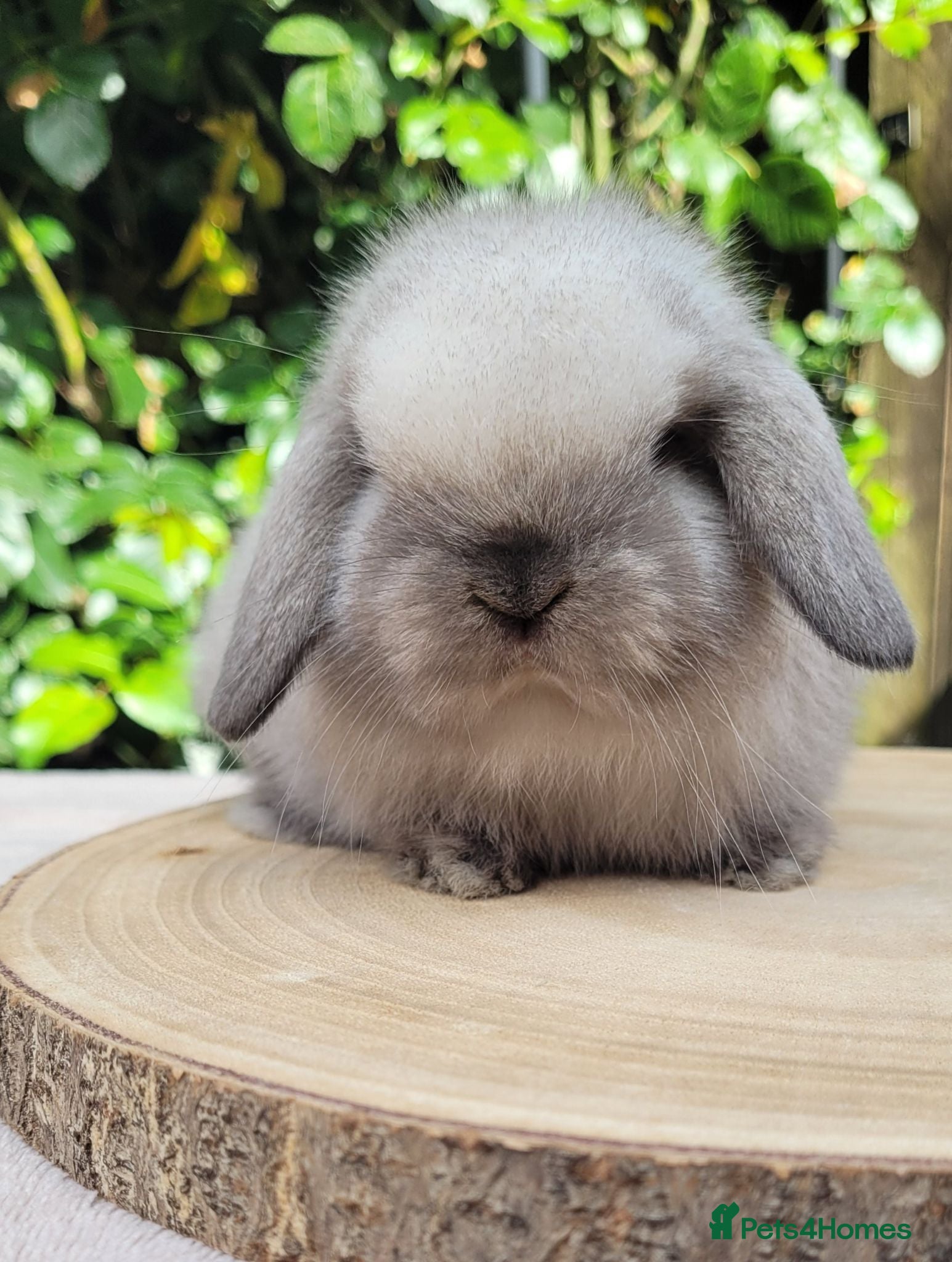 Mini Lop rabbits Beautiful pure bred mini lops - Advert 1