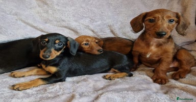 Doxiepoo dogs - Advert 5