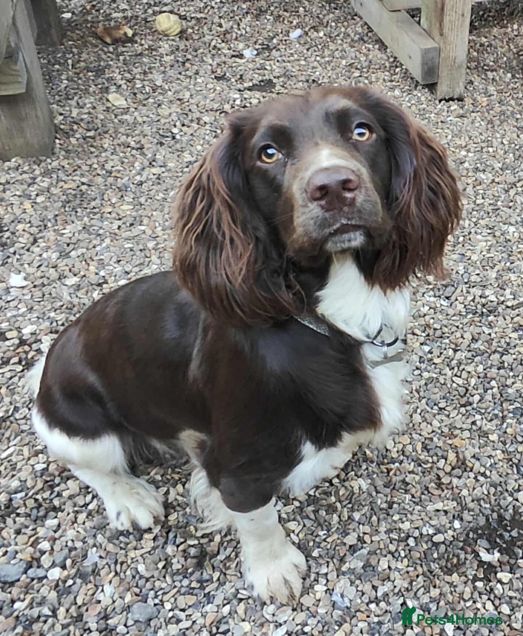 English Springer Spaniel dogs for stud: KC registered English Springer Spaniel for stud - Advert 6