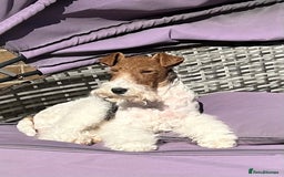 Fox Terrier dogs for sale: Stunning VDEGS Clear Wire Haired Fox Terriers - Image 4