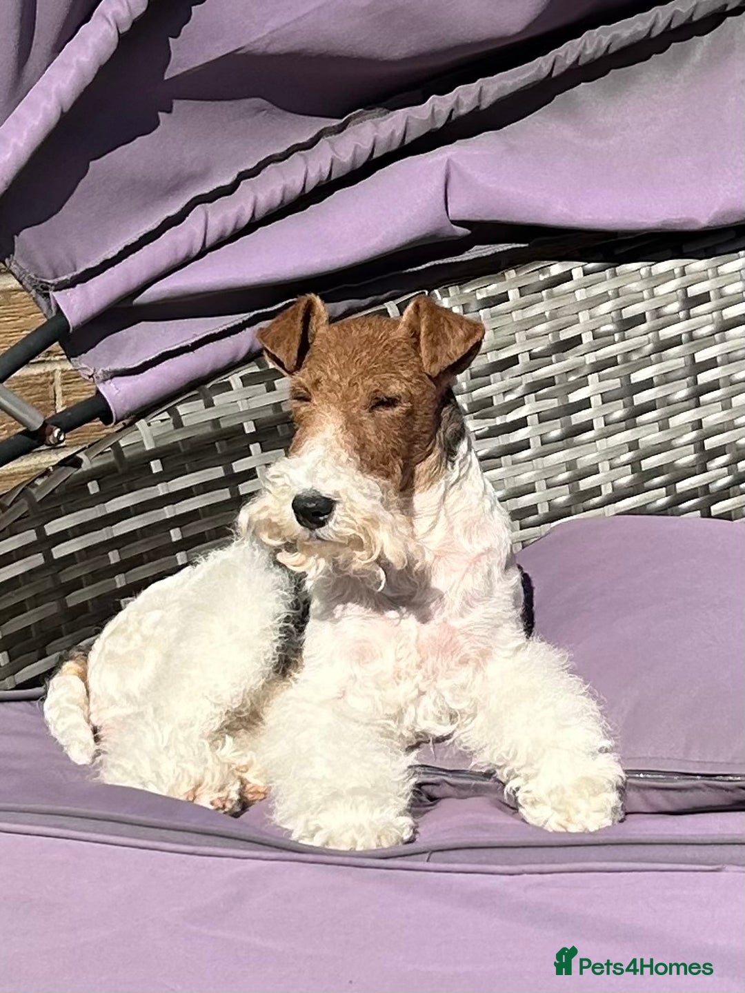 Fox Terrier dogs for sale: Stunning VDEGS Clear Wire Haired Fox Terriers - Image 4