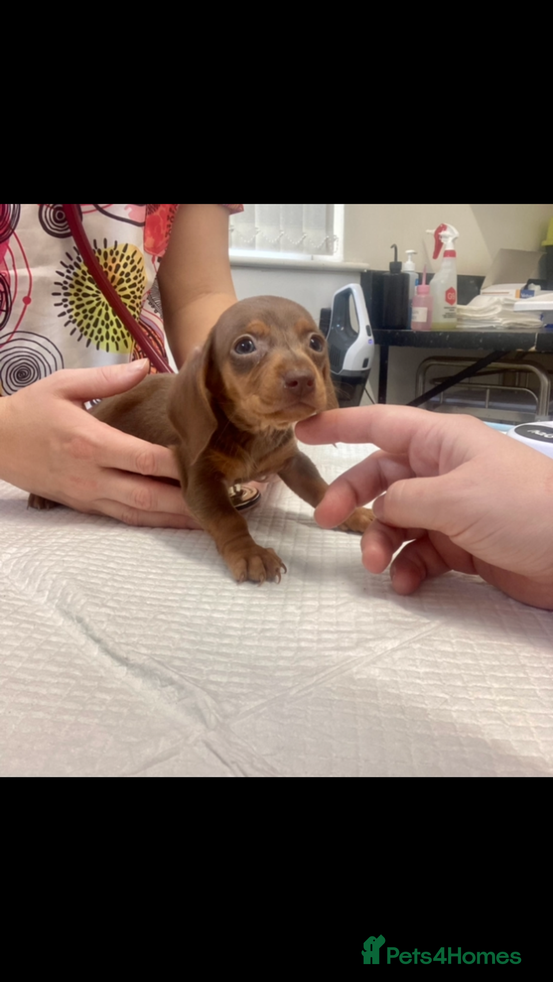 Miniature Dachshund dogs for sale: True miniature’s dapples & chocolate 🤎 - Image 18
