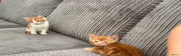 British Shorthair cats for sale: Gorgeous ginger babies in Swaffham - Advert 20
