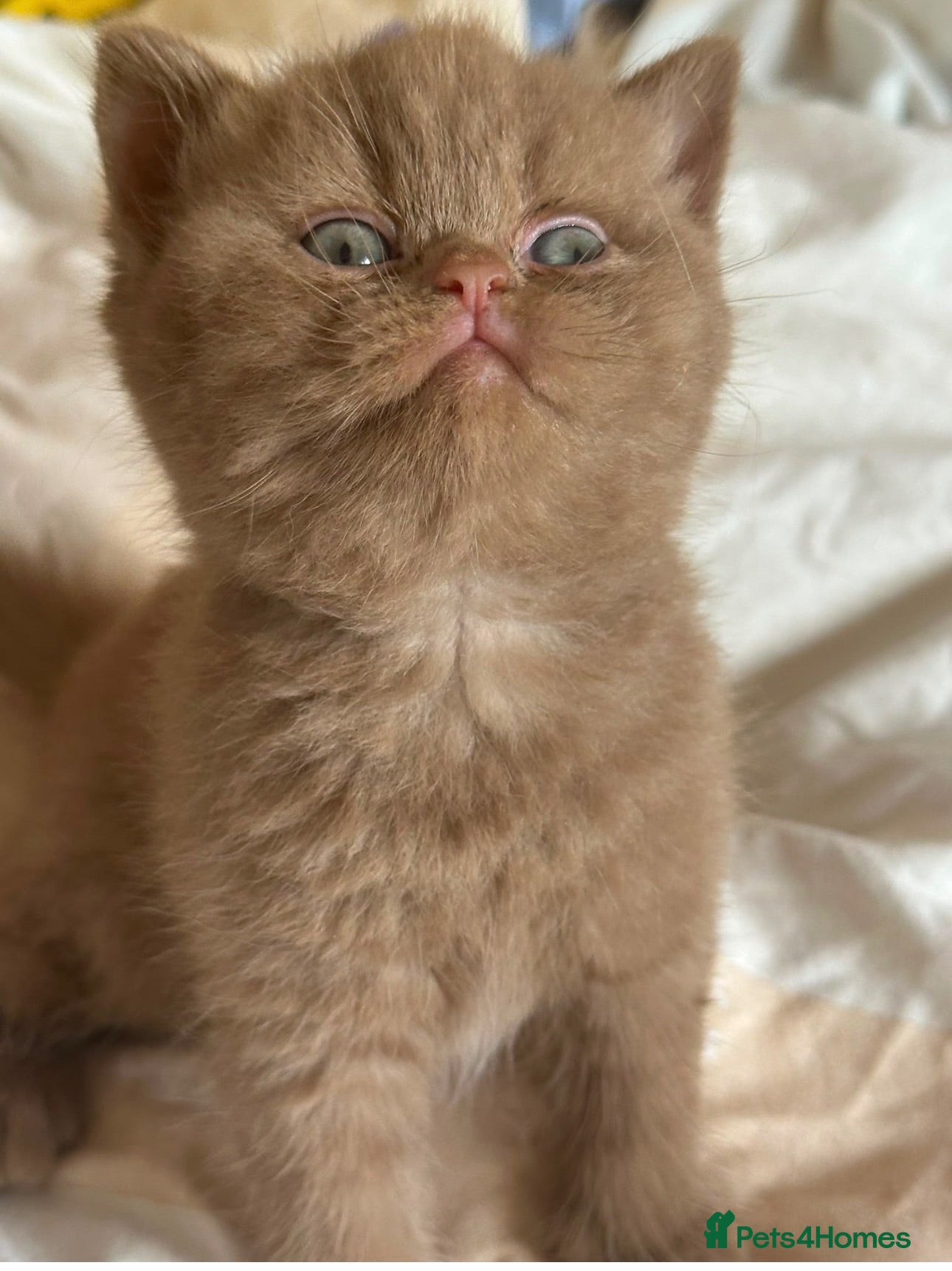 British Shorthair cats Champion British shorthair kittens very rare  - Advert 1