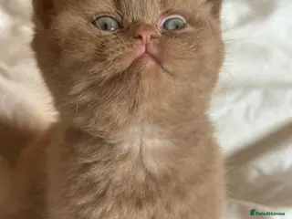British Shorthair cats Champion British shorthair kittens very rare - Advert 1