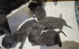 Russian Blue cats for sale: 🐾 Russian Blue Kittens 🐾 - Image 13