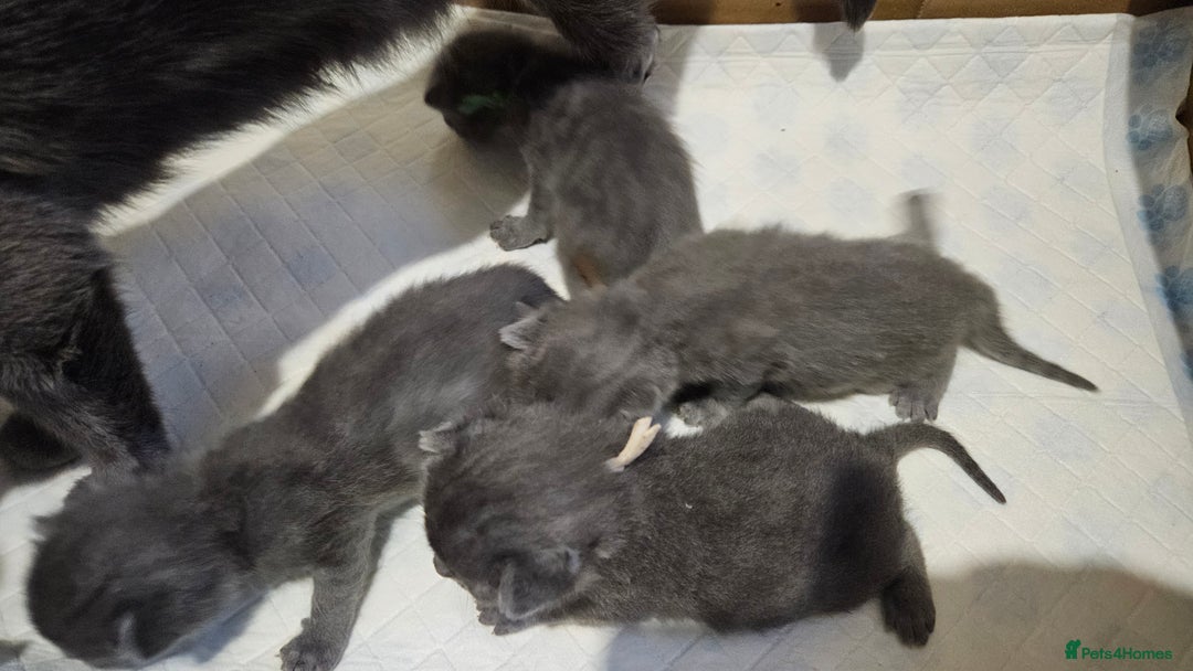 Russian Blue cats for sale: 🐾 Russian Blue Kittens 🐾 - Image 13