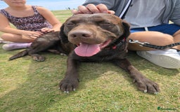 Labrador Retriever dogs for stud: 🐾STUNNING KC REGISTERED CHOCOLATE LAB FOR STUD - Image 3