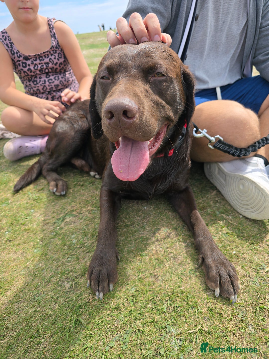 Labrador Retriever dogs for stud: 🐾STUNNING KC REGISTERED CHOCOLATE LAB FOR STUD - Image 3