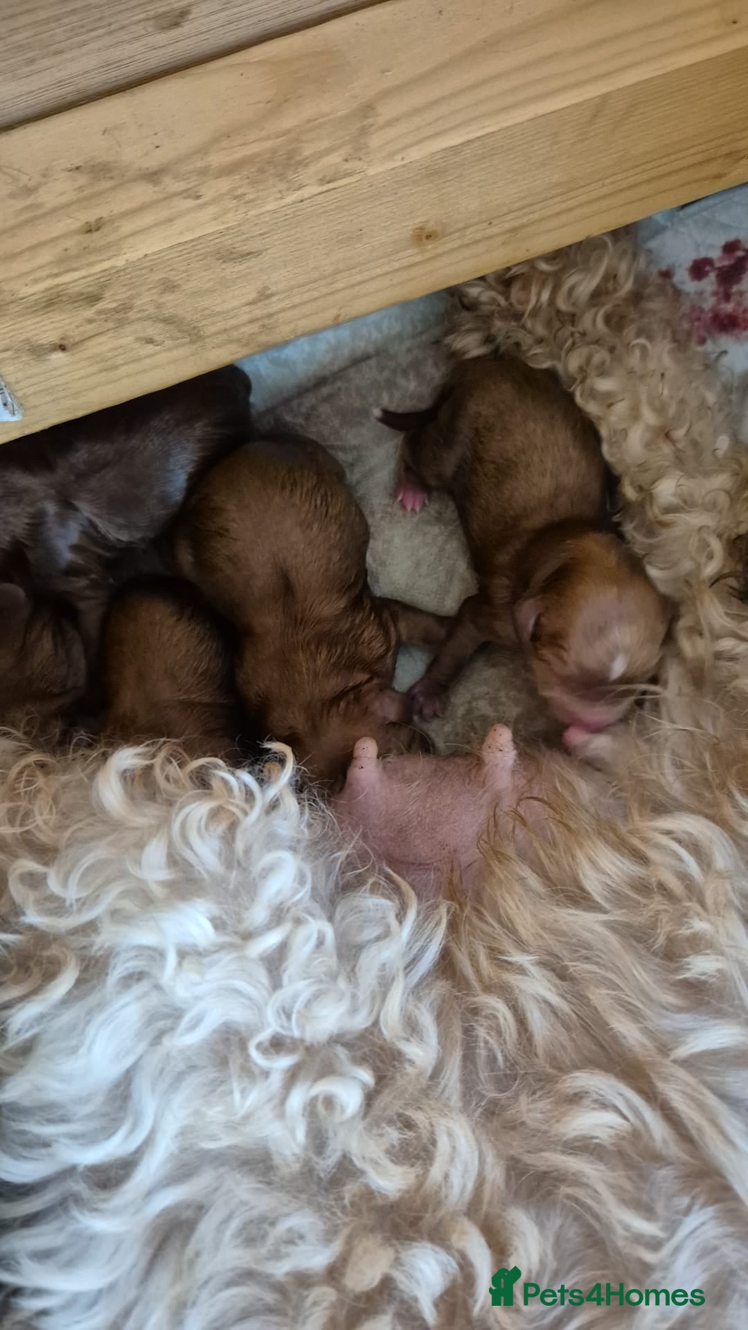 Cavapoo dogs for stud: PROVEN F1 Red Cavapoo stud-DNA Fully health tested - Image 4
