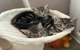 Mixed Breed cats for sale: 4 kittens for sale - Image 3