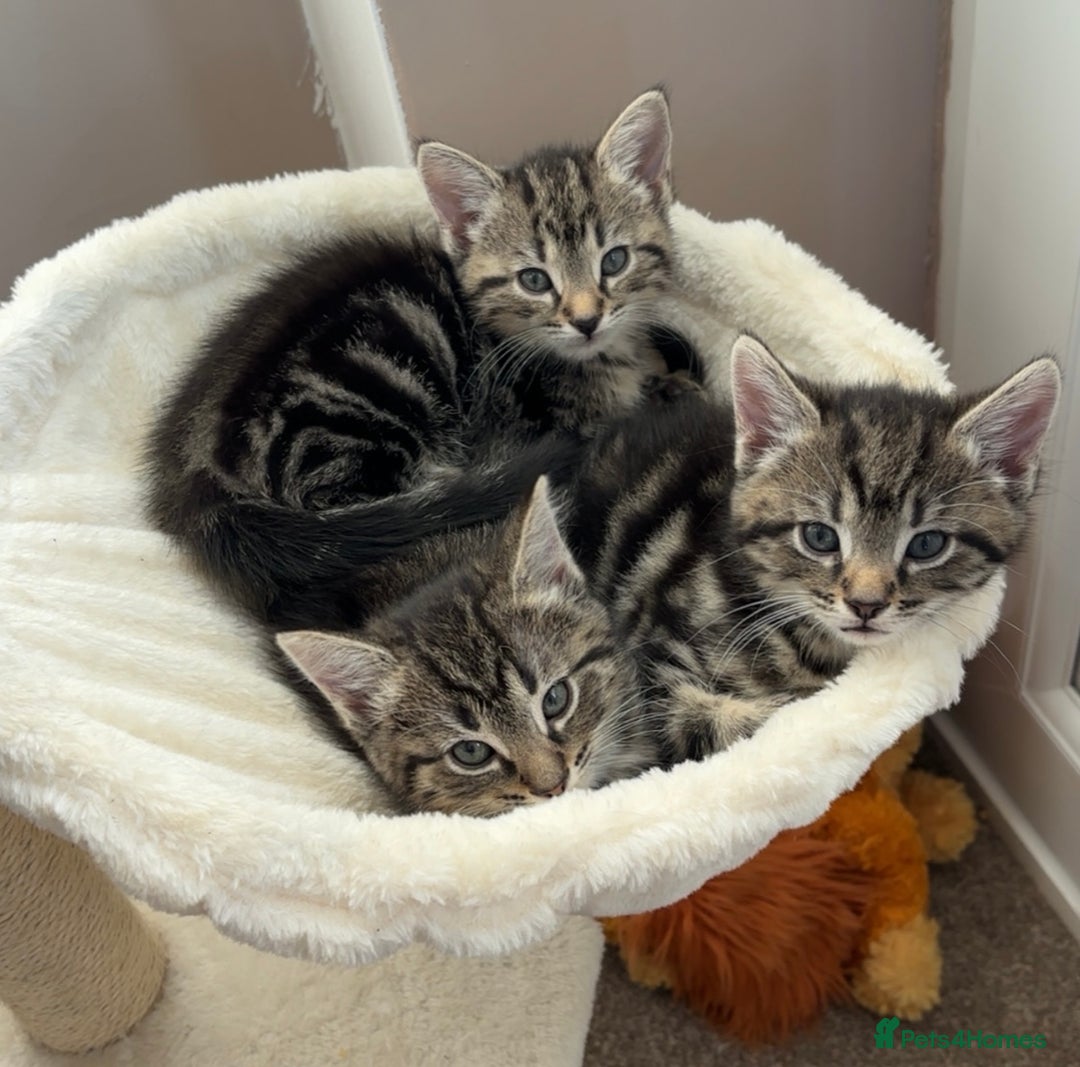 Mixed Breed cats for sale: 4 kittens for sale - Image 3