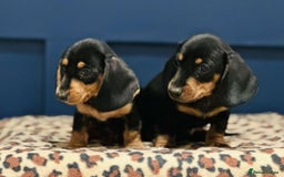 Miniature Dachshund dogs for sale: Short Haired Miniature Dachshunds - Image 8