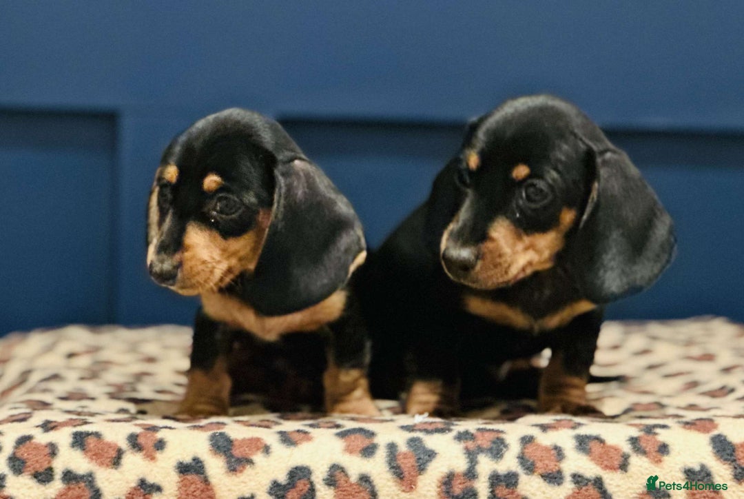 Miniature Dachshund dogs for sale: Short Haired Miniature Dachshunds - Image 8