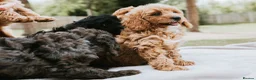 Cavapoo dogs for sale: F1 Miniature Cavapoo Puppies For Sale  in Sittingbourne - Advert 13