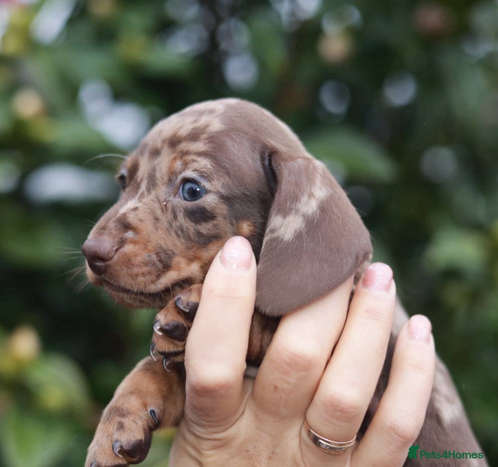 Dachshund dogs Pra clear KC REG MINIATURE Dachshund puppies  - Advert 18