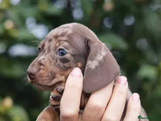 Dachshund dogs Pra clear KC REG MINIATURE Dachshund puppies - Advert 18