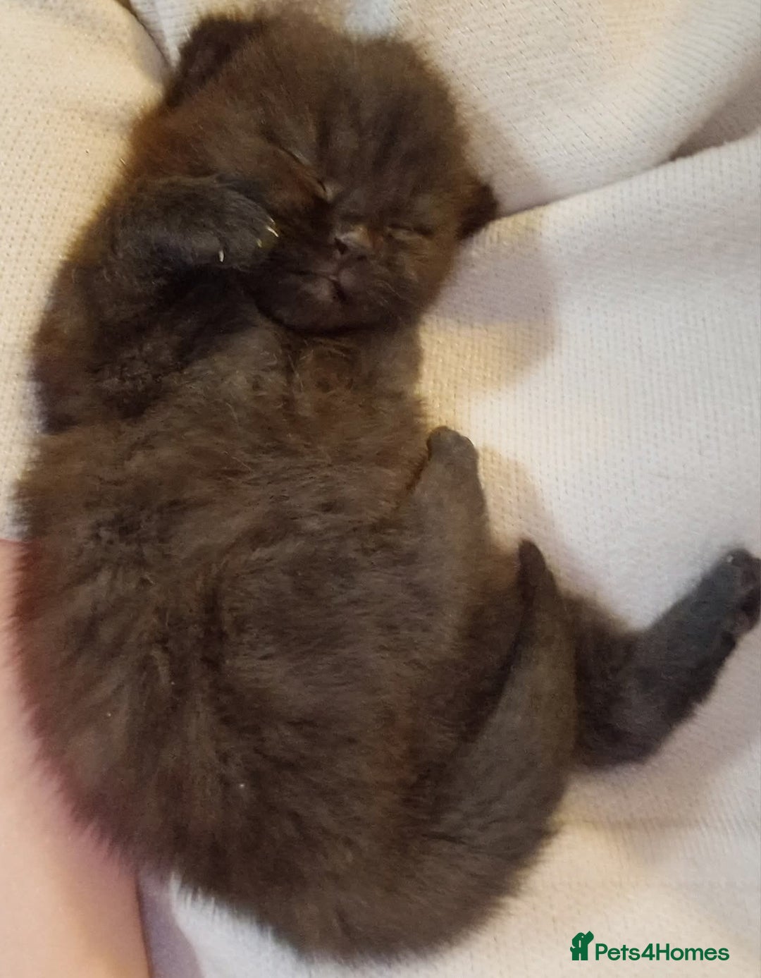 Mixed Breed cats for sale: Beautiful kittens - Advert 4