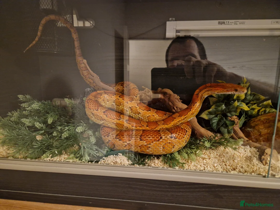 Corn Snake reptiles for sale: Corn snake in Leicester - Advert 1